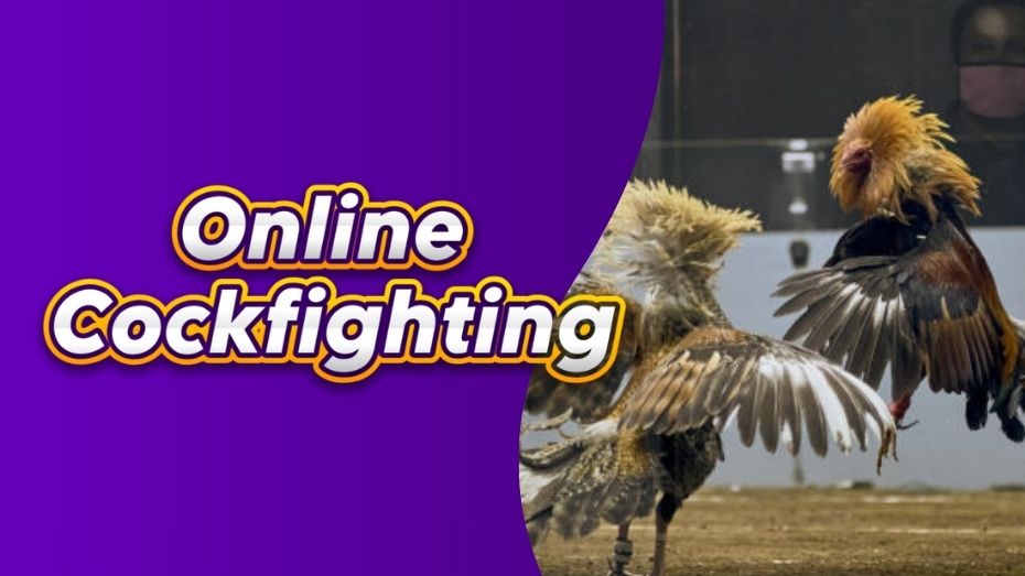 Online Cockfighting
